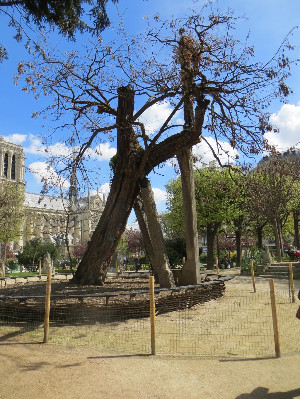 Robinier du square rené viviani - Best thing to do in Paris