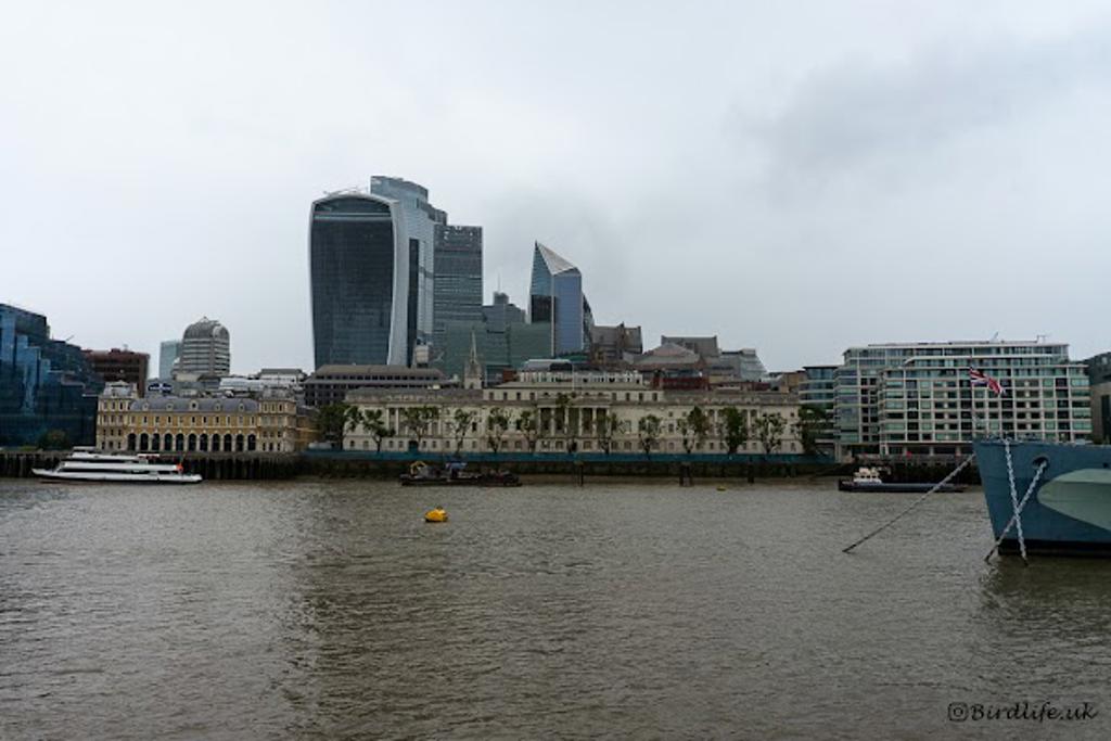 Thames River Perch image 3